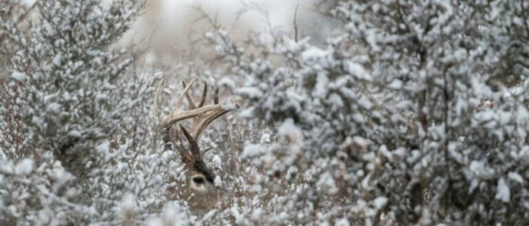 Почему охота на белых хвостов в послеосенний период - новое лучшее время для охоты